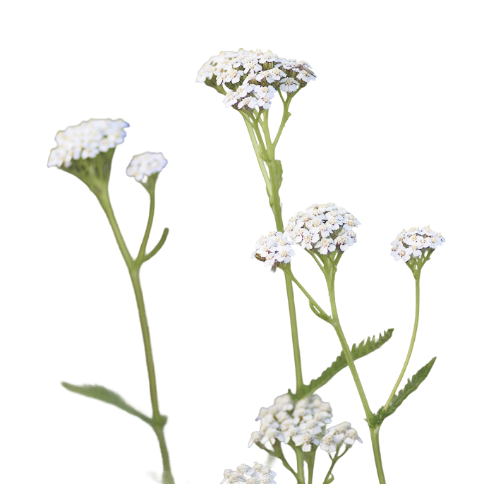 Тысячелистник